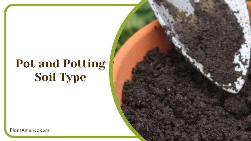 Pot and Potting Soil Type Plant America
