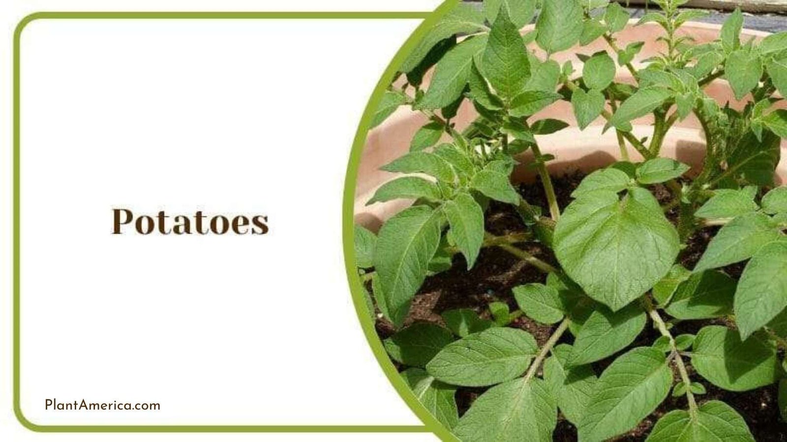 Potatoes Grown in a Pot Plant America