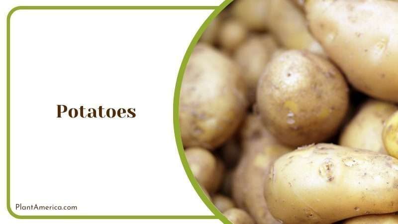 Potatoes Plants Plant America
