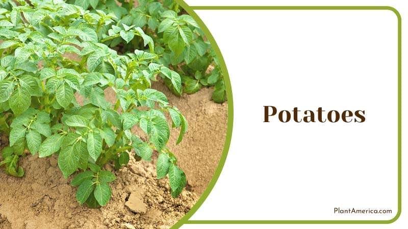 Potatoes and Raspberries don t settle with each other Plant America