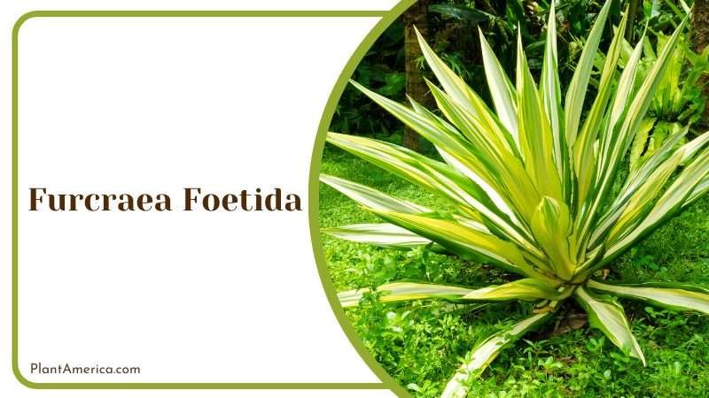 PothFurcraea Foetida Plant in the Garden Plant America
