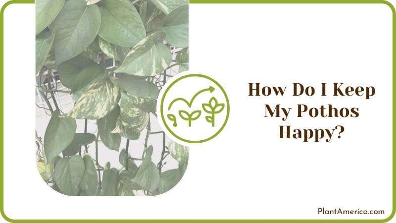 Pothos Climb PlantAmerica