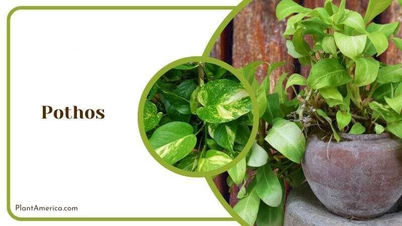 Pothos Plant Plant America 1