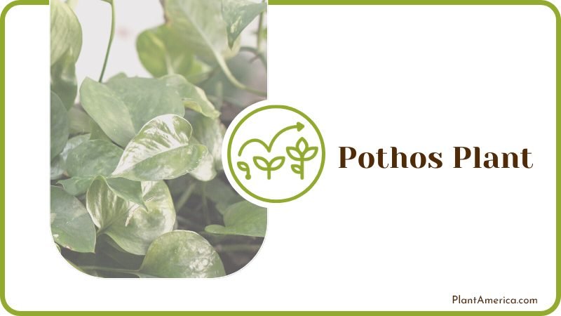 Pothos Plant Plant America