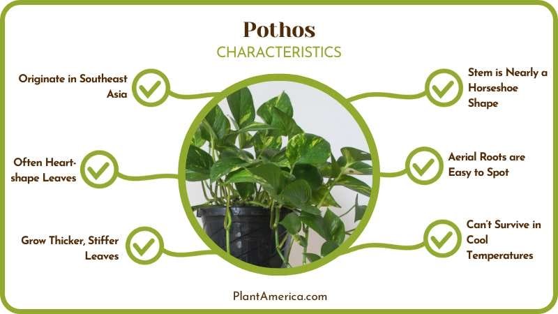 Pothos Plant Plant America Pothos Plant Plant America