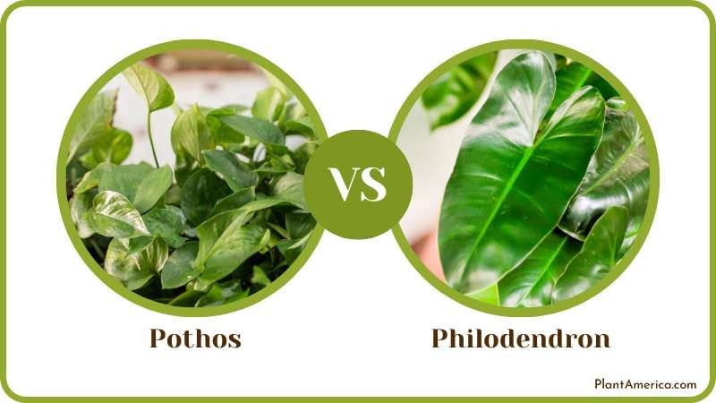 Pothos and philodendron leaves Plant America Pothos and philodendron leaves Plant America