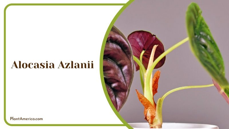 Potted Alocasia Azlanii Plant ~ PlantAmerica