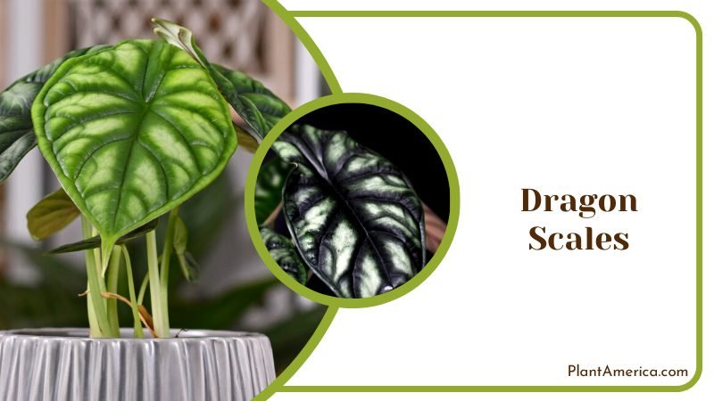 Potted Alocasia Baginda Plants ~ PlantAmerica