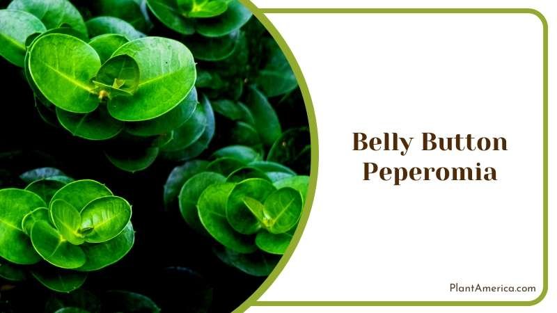 Potted Belly Button Peperomia Plant America