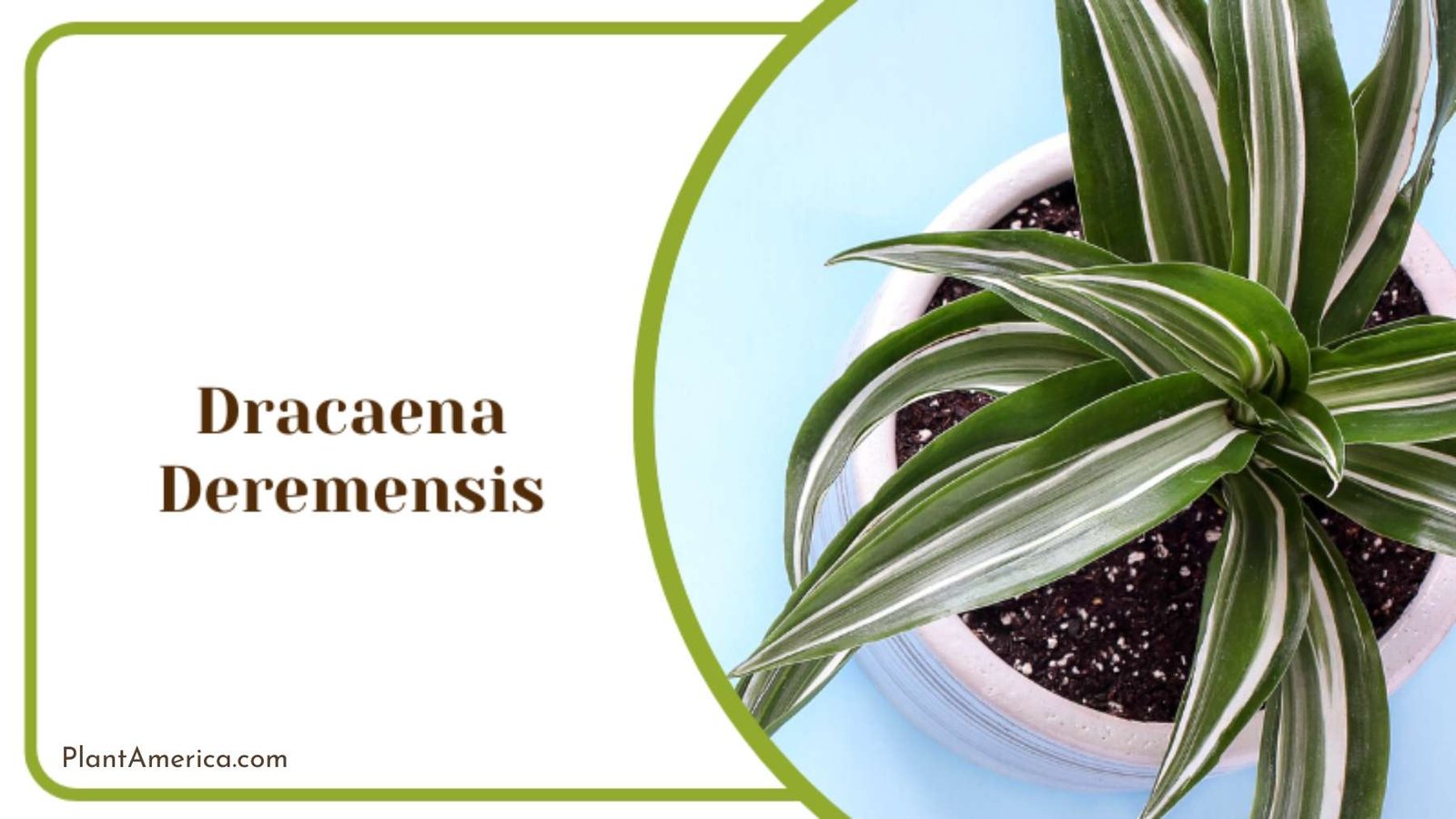 Potted Dracaena Deremensis Plant Plant America Potted Dracaena Deremensis Plant Plant America