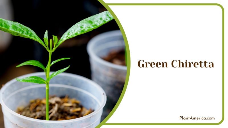 Potted Green Chiretta Plant Plant America