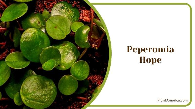 Potted Peperomia Hope Plants Plant America