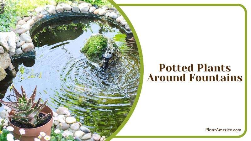 Potted Plants Around Fountains Plant America