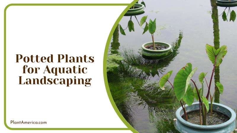 Potted Plants for Aquatic Landscaping Plant America