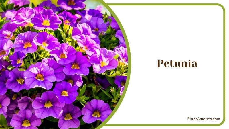 Potted Purple Petunia PlantAmerica