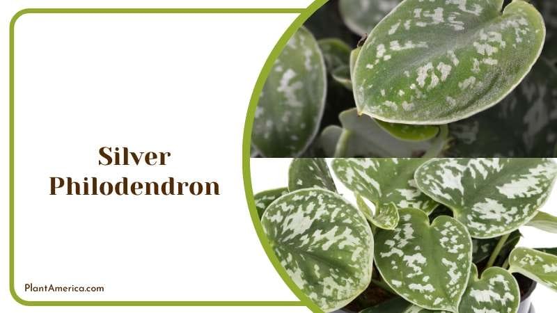 Potted Silver Philodendron Plant America