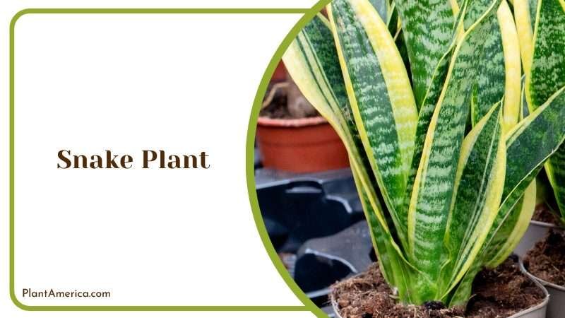 Potted Snake Plants for Sale Plant America