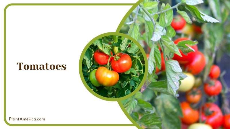 Potted Tomatoes Plants Plant America Potted Tomatoes Plants Plant America