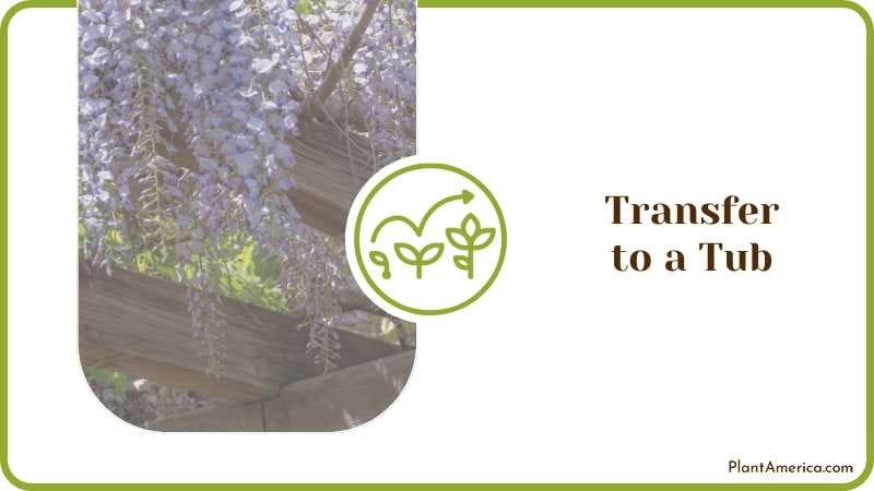 Potted Wisteria Plants Plant America