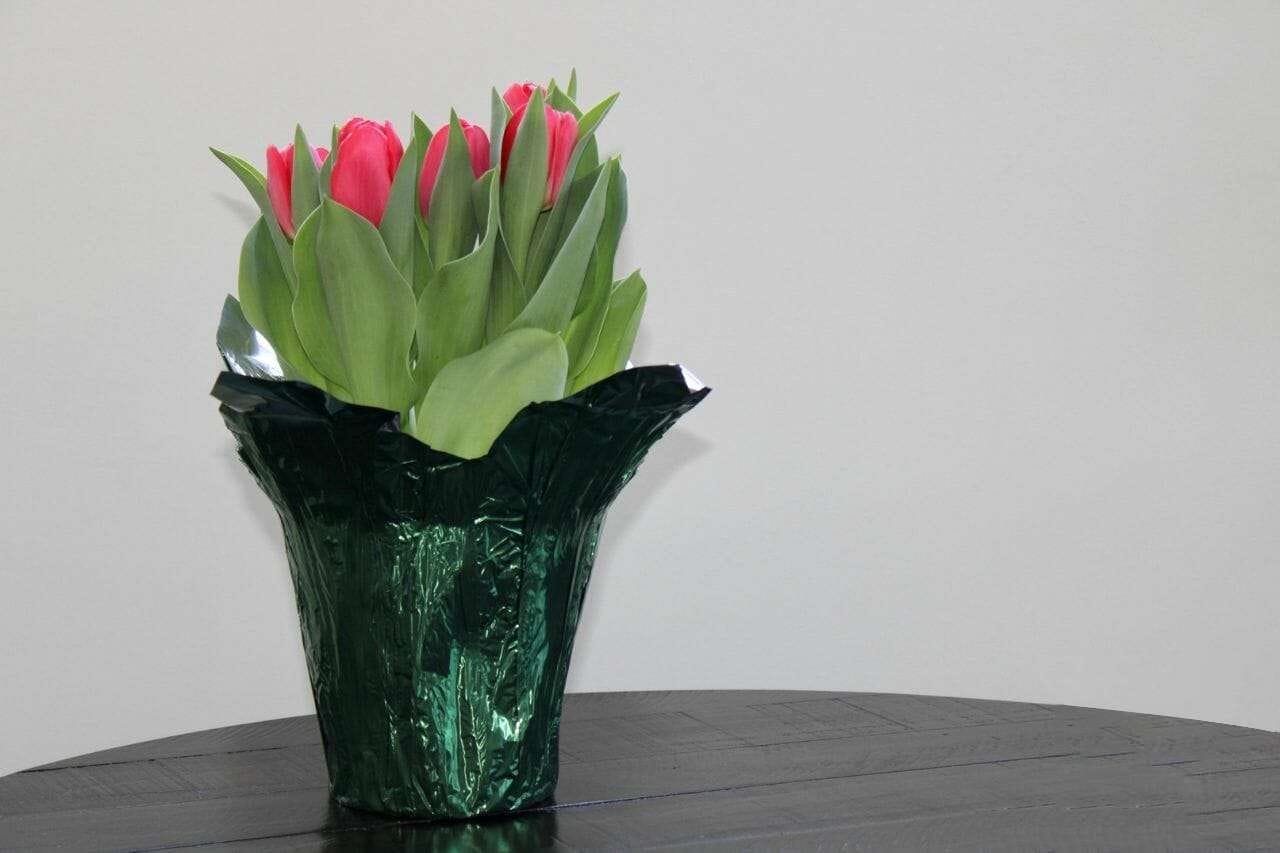 Potted tulips Plant America