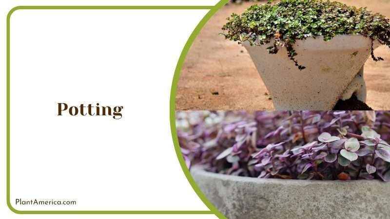 Potting Callisia Repens Plant America