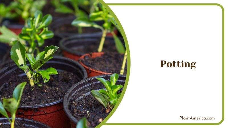 Potting Cereus Forbesii Plant America Potting Cereus Forbesii Plant America
