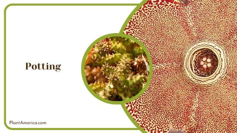Potting Mix for Persian Carpet Flower Plant America