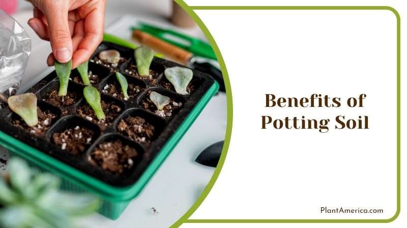 Potting Mix for Raised Bed PlantAmerica Potting Mix for Raised Bed PlantAmerica