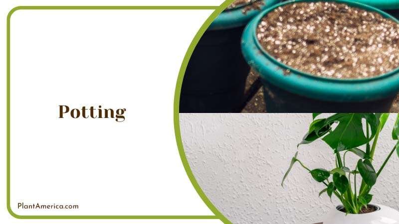 Content Image Plant Profile Sujon Potting Monstera Epipremnoid