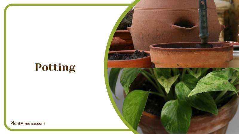 Potting Silver Pothos Plant America