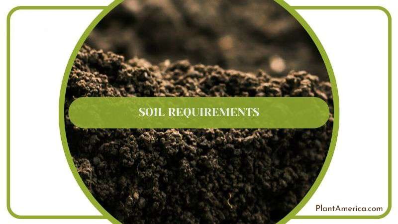 Potting Soil Mix for Camo Plant Plant America