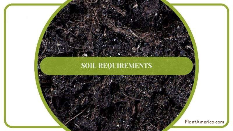 Potting Soil Mix for Kalanchoe Tubiflora