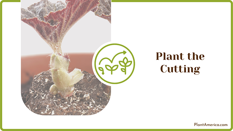 Potting Soil for Begonia ~ PlantAmerica