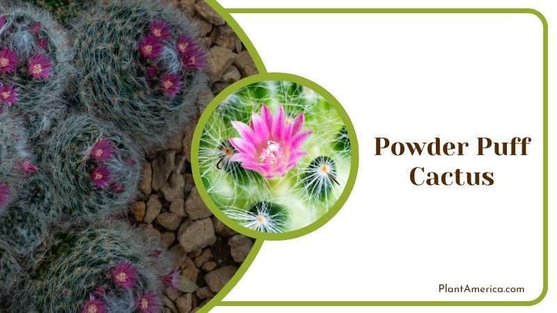 Powder Puff Cactus Plant America Powder Puff Cactus Plant America