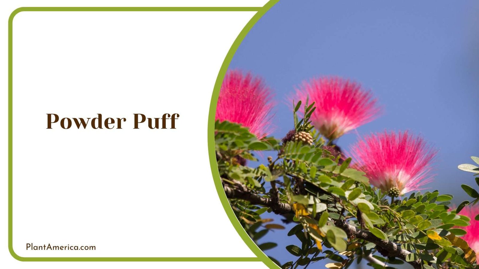 Powder Puff Tree Plant America