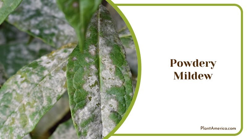 Powdery Mildew Problem ~ PlantAmerica
