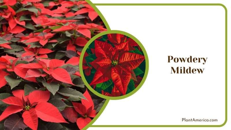 Powdery Mildew fungal infection Plant America Powdery Mildew fungal infection Plant America