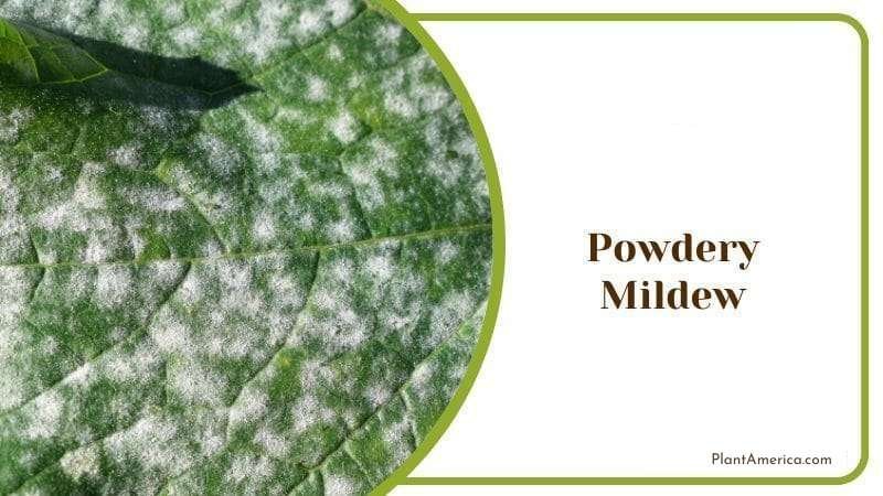 Powdery Mildew in Begonia Cucullata ~ Plant America