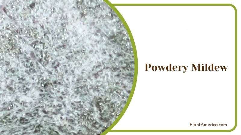 Powdery Mildew in Elderberry Plant Plant America Powdery Mildew in Elderberry Plant Plant America
