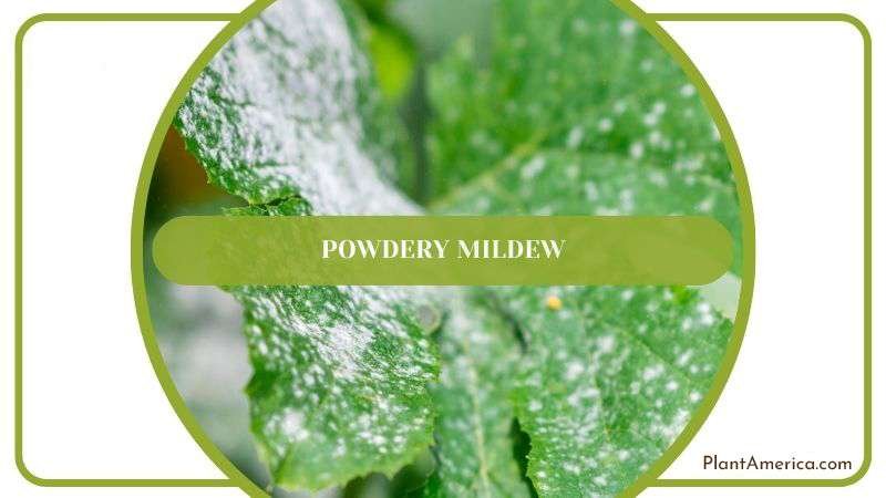 Powdery Mildew in Tractor Plant Plant America