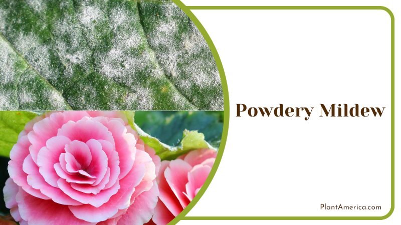 Powdery Mildew on Begonia Flower ~ PlantAmerica