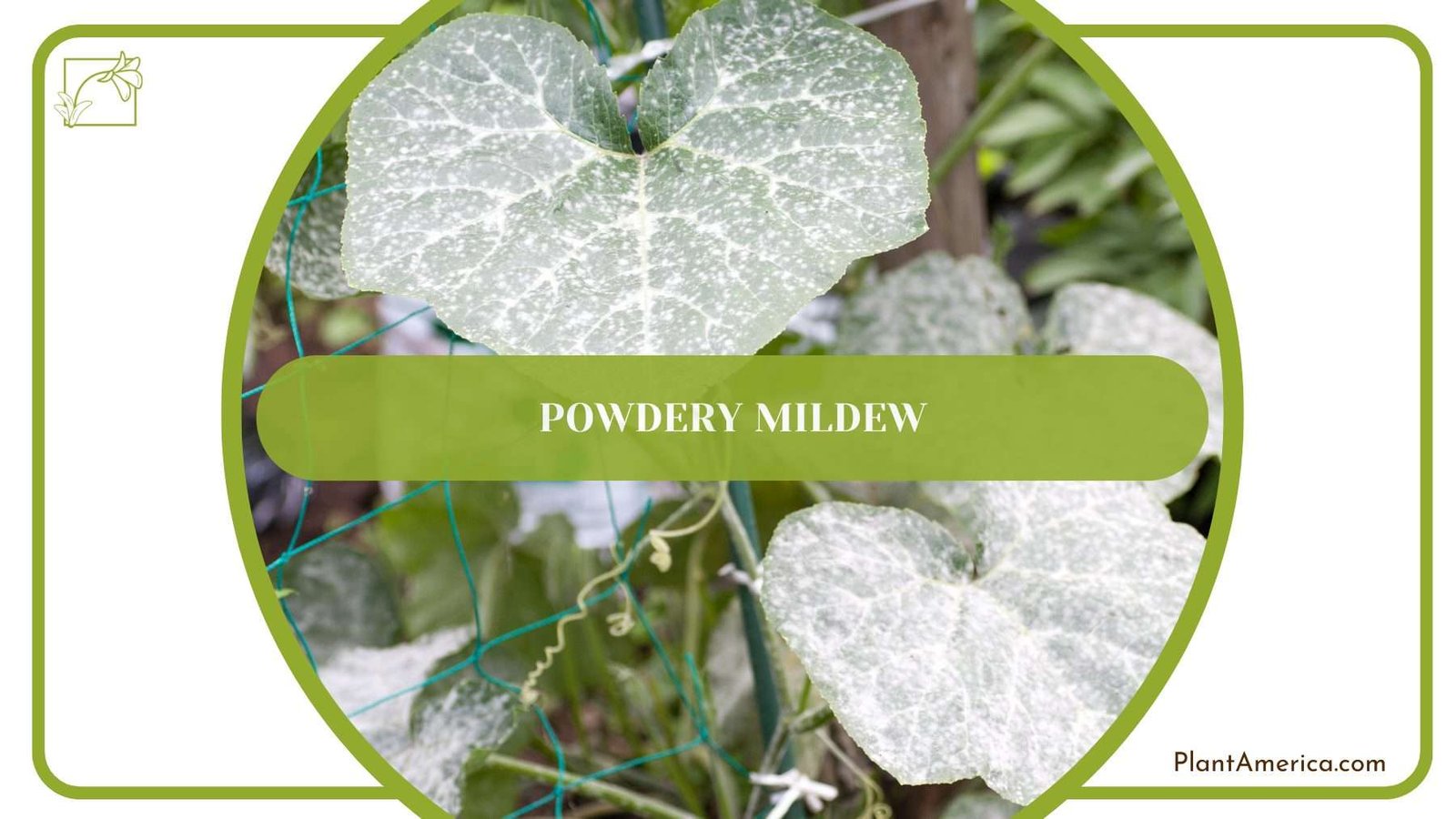 Powdery Mildew on Donkey Ear Plant PlantAmerica