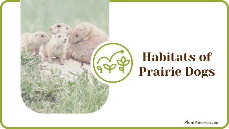 Prairie dog family Plant America