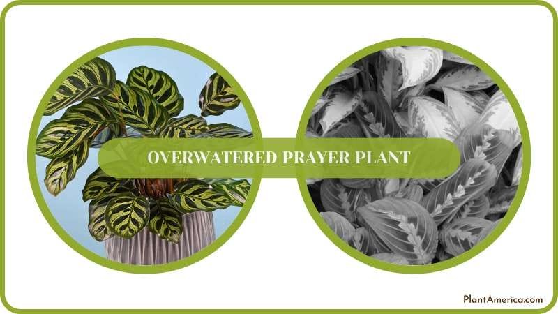 Prayer Plant Can Die by Overwatering Plant America Prayer Plant Can Die by Overwatering Plant America