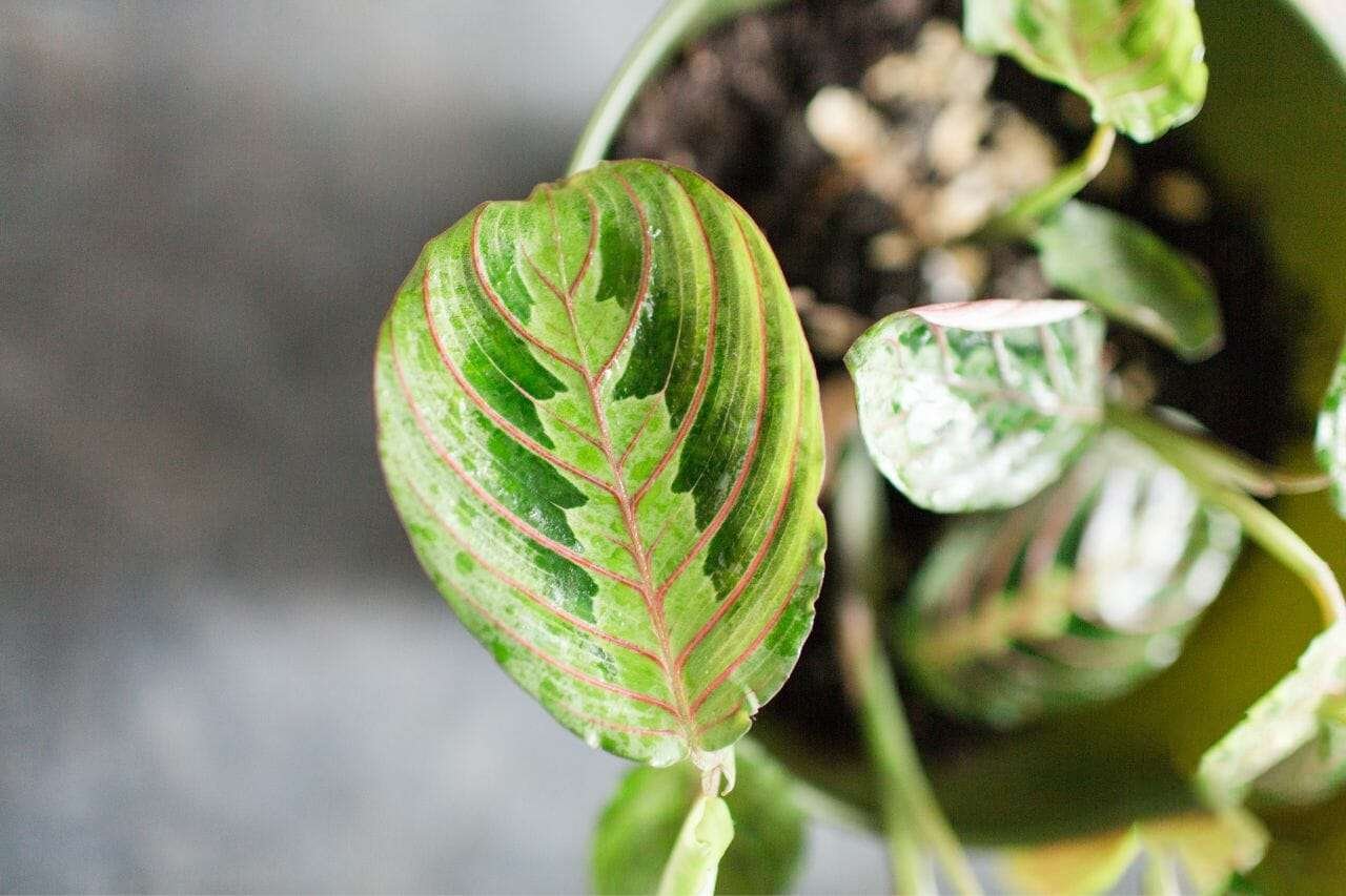 Prayer Plant Houseplant Maranta Plant America Prayer Plant Houseplant Maranta Plant America