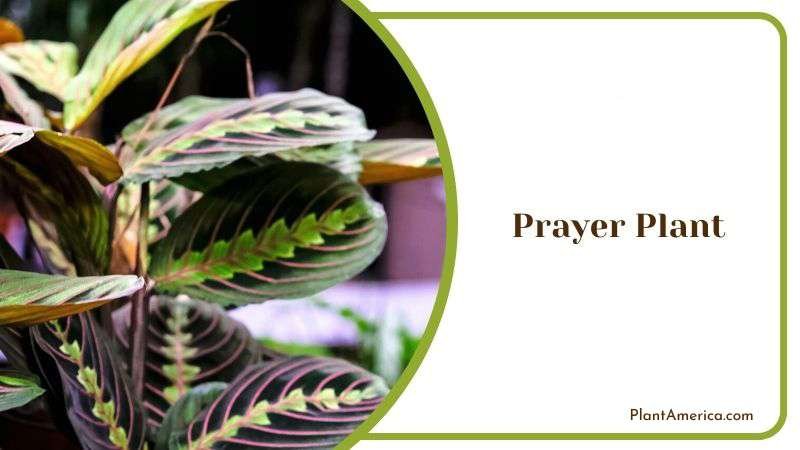 Prayer Plant Plant America 1