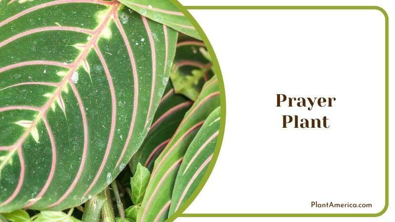 Prayer Plant Plant America