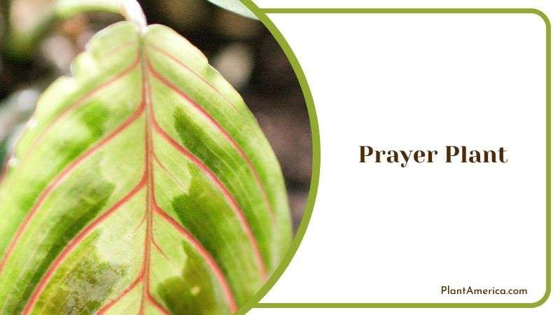 Prayer Plant at North Facing Window Plant America Prayer Plant at North Facing Window Plant America