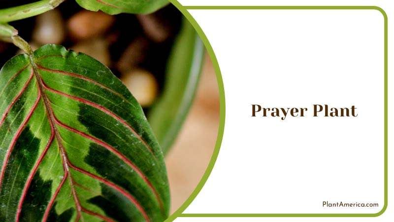 Prayer Plant in a Bright Natural Light Plant America Prayer Plant in a Bright Natural Light Plant America