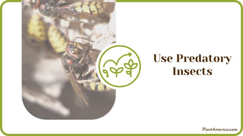 Predatory Insects Removes Scale On Plants Plant America Predatory Insects Removes Scale On Plants Plant America